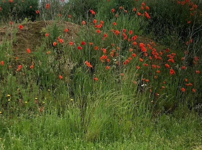 Oda ve Kahvaltı Heerlijk Gaanderhei 4*